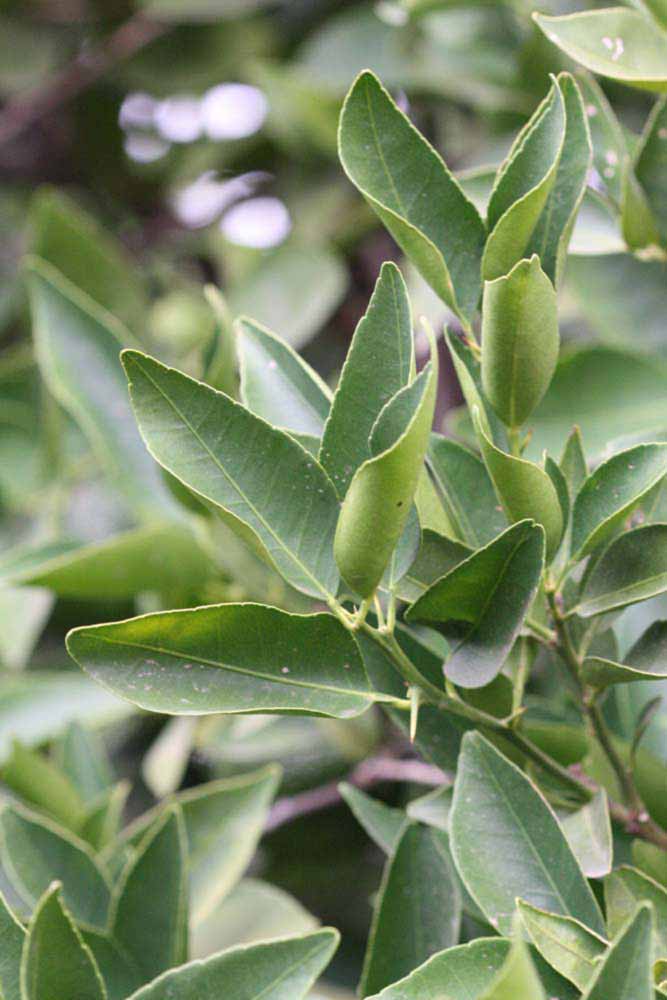              Sun leaves (Riverside, CA)       